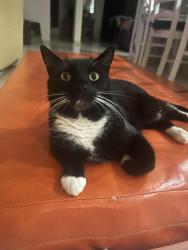 Lost Female Cat last seen Outlook Dr or Coonowrin Rd, Glass House Mountains, QLD 4518