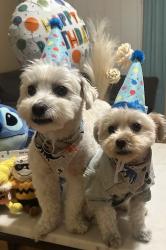 Lost Male Dog last seen Spring Stuebner & Leitner Way Ln Spring, Tx, Spring, TX 77379