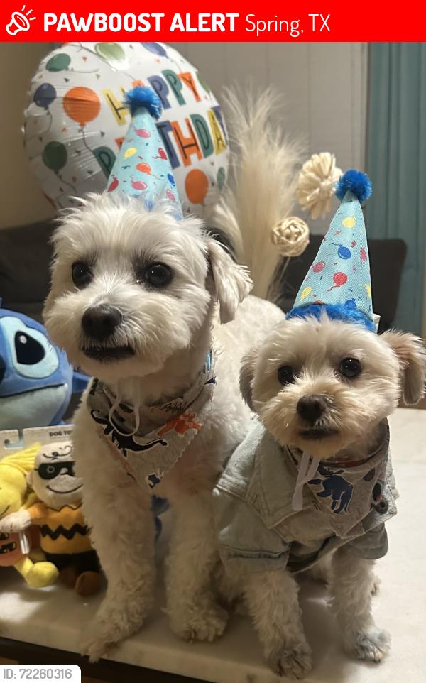 Lost Male Dog last seen Spring Stuebner & Leitner Way Ln Spring, Tx, Spring, TX 77379