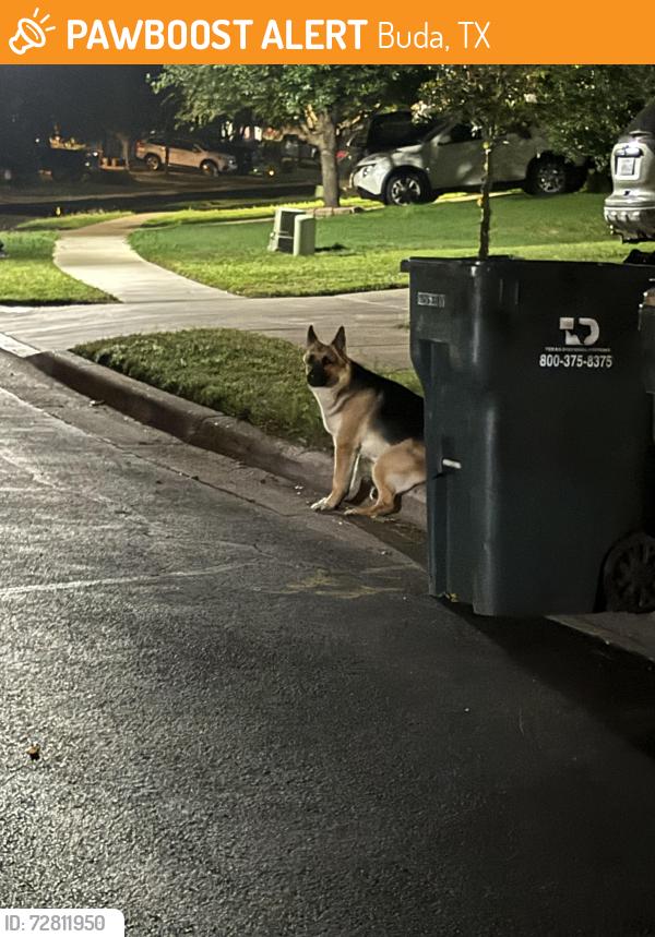 Found/Stray Unknown Dog last seen Garlic creek and wincliff drive in Buda, Buda, TX 78610
