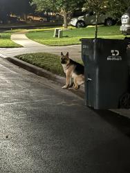 Found/Stray Unknown Dog last seen Garlic creek and wincliff drive in Buda, Buda, TX 78610