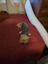 Reunited Male Dog last seen Adams, Riverside, CA 92504