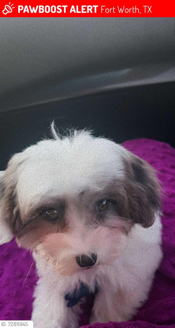 Lost Male Dog last seen Fort Worth , Fort Worth, TX 76102