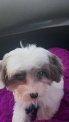 Lost Male Dog last seen Fort Worth , Fort Worth, TX 76102