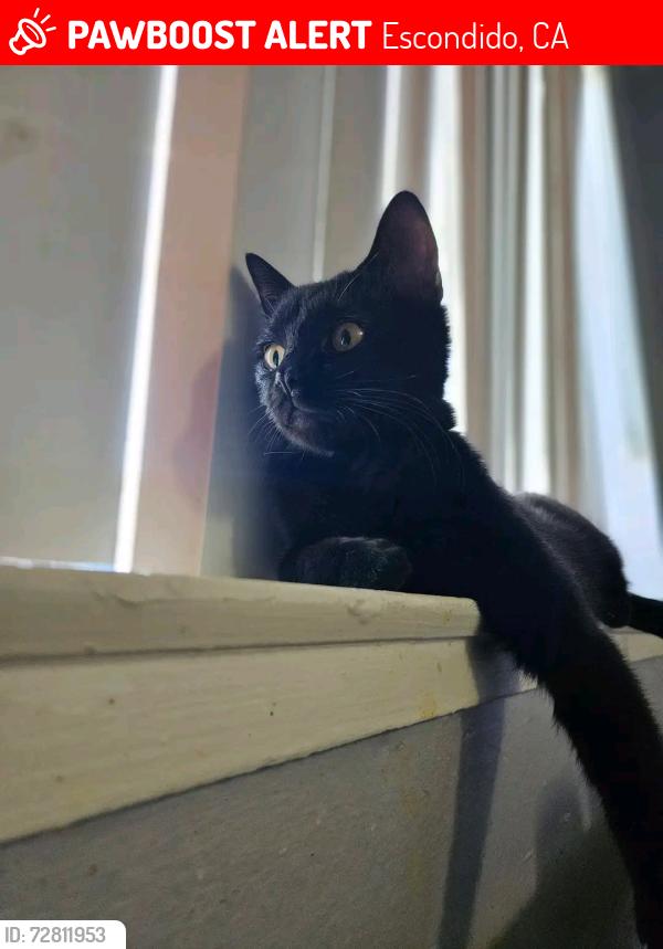 Lost Female Cat last seen  Glenbrook terrace apmts , Escondido, CA 92026