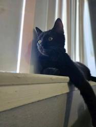 Lost Female Cat last seen  Glenbrook terrace apmts , Escondido, CA 92026