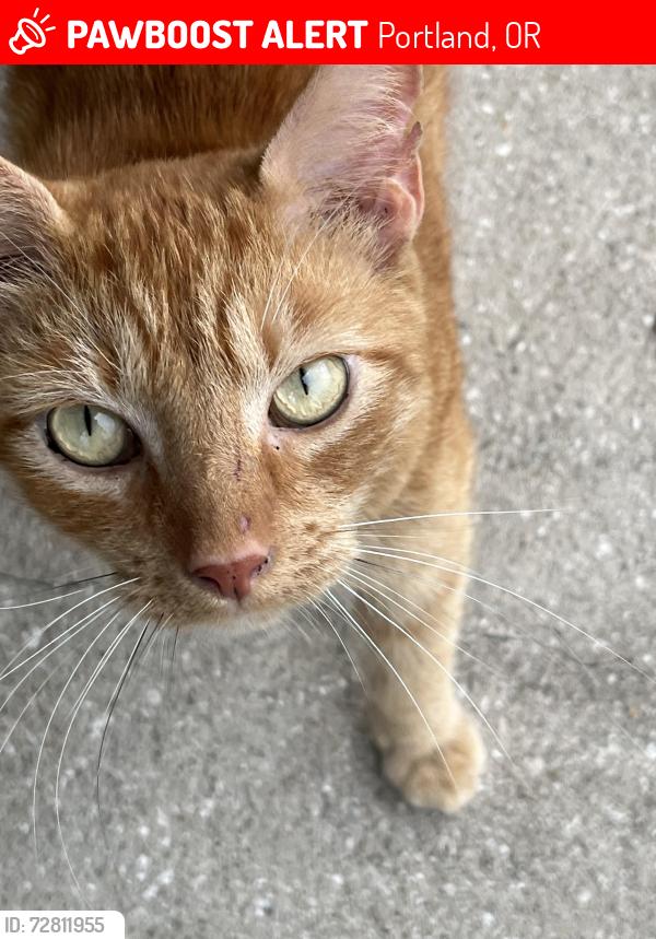 Lost Male Cat last seen PDX Airport, Portland , Portland, OR 97218