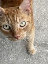 Lost Male Cat last seen PDX Airport, Portland , Portland, OR 97218