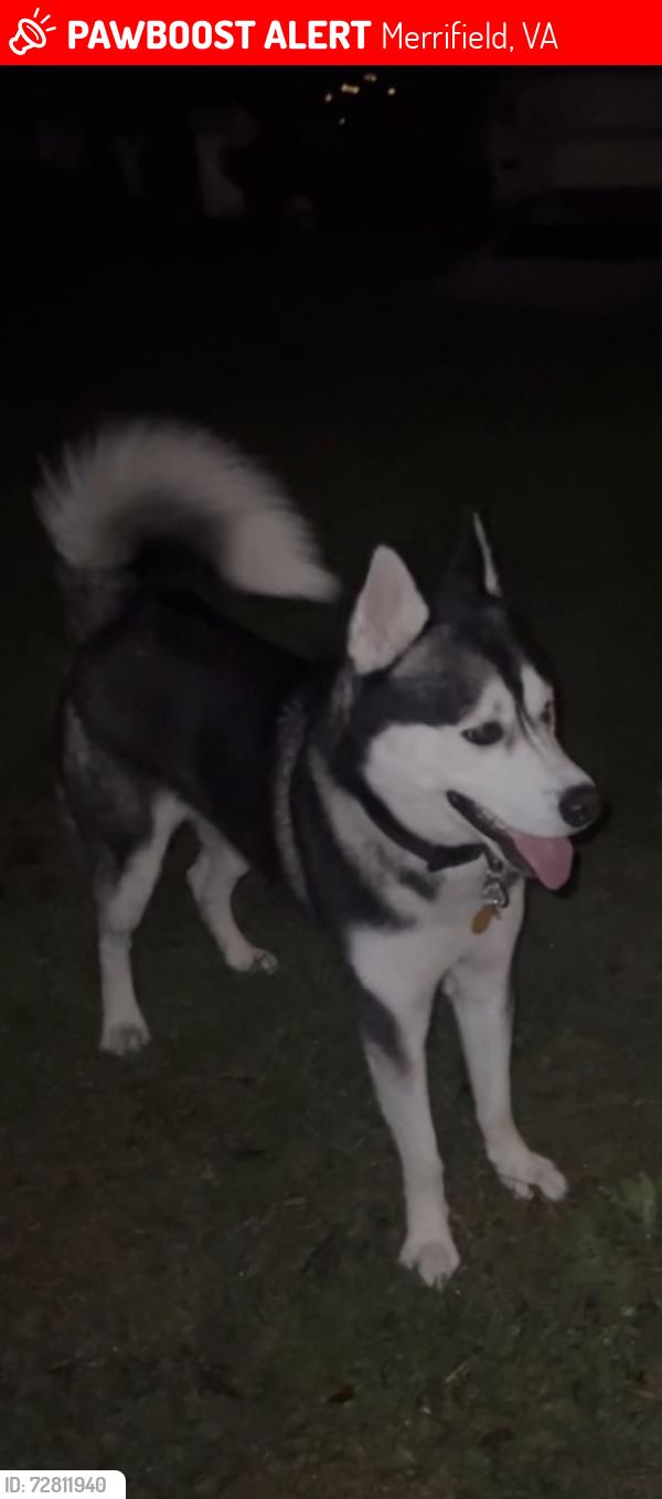 Lost Unknown Dog last seen Arlington Blvd & Barkley Gate Ln , Merrifield, VA 22031