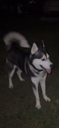 Lost Unknown Dog last seen Arlington Blvd & Barkley Gate Ln , Merrifield, VA 22031