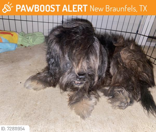Found/Stray Unknown Dog last seen Goodwin lane , New Braunfels, TX 78130