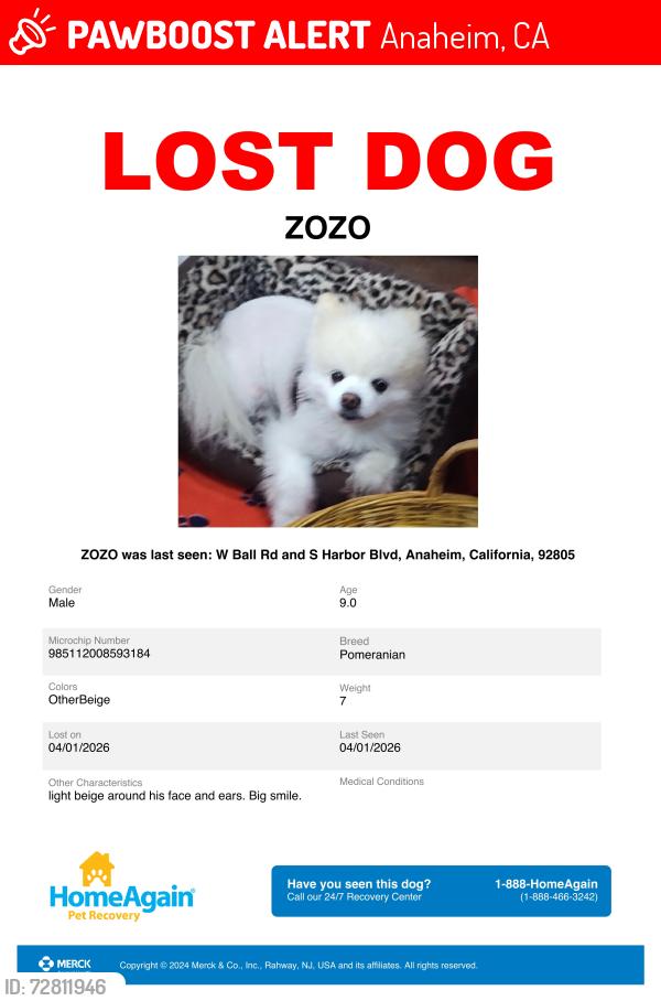 Lost Male Dog last seen Near Disneyland W Ball Rd & S Harbor Blvd. Anaheim, Ca., Anaheim, CA 92805