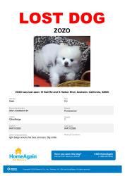 Lost Male Dog last seen Near Disneyland W Ball Rd & S Harbor Blvd. Anaheim, Ca., Anaheim, CA 92805