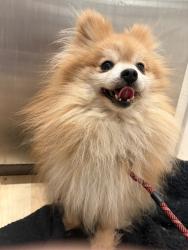 Found/Stray Female Dog last seen Montoya Terrace, Union City, CA 94587