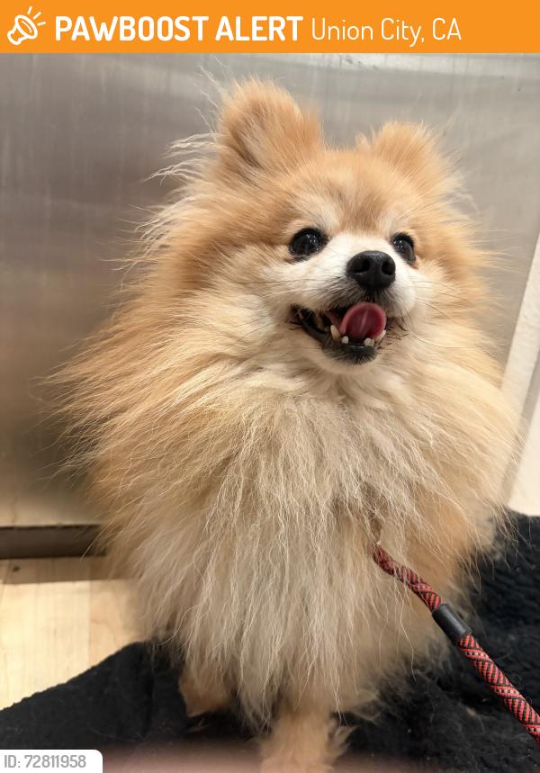 Found/Stray Female Dog last seen Montoya Terrace, Union City, CA 94587