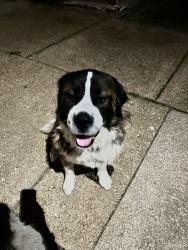 Found/Stray Unknown Dog last seen Compton and Itaska, St. Louis, MO 63111