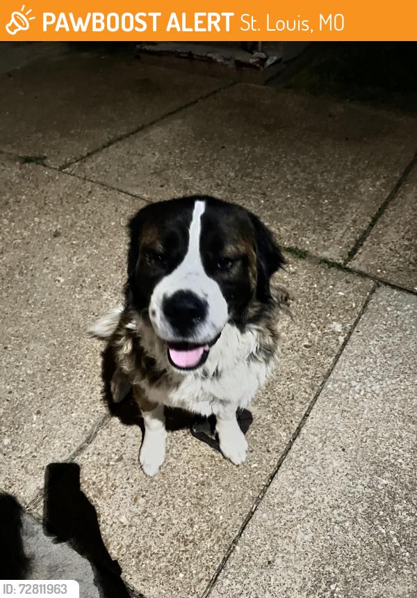 Found/Stray Unknown Dog last seen Compton and Itaska, St. Louis, MO 63111