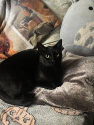 Lost Female Cat last seen Kern Villa apmts , East Los Angeles, CA 90022