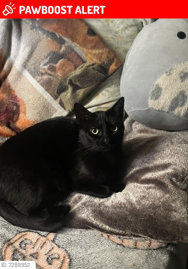 Lost Female Cat last seen Kern Villa apmts , East Los Angeles, CA 90022