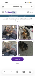 Lost Male Dog last seen Galloping Hill, Frances Court, Tucker Ave. All in Union NJ, Union, NJ 07083