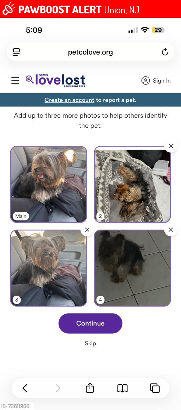 Lost Male Dog last seen Galloping Hill, Frances Court, Tucker Ave. All in Union NJ, Union, NJ 07083