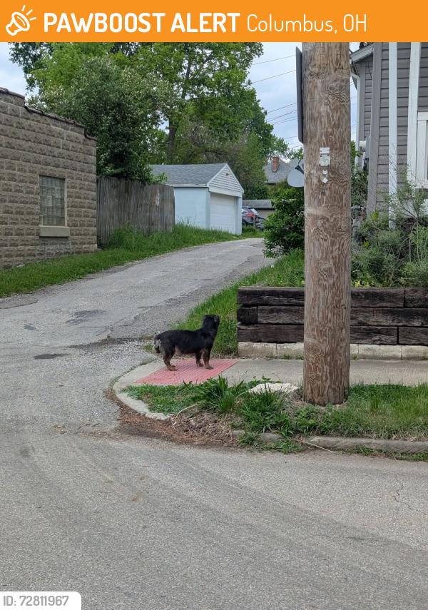 Found/Stray Unknown Dog last seen City Park Ave and Thurman, Columbus, OH 43206