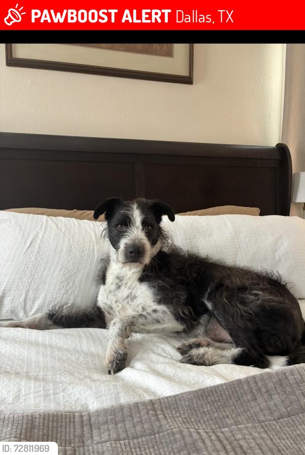Lost Male Dog last seen Hollywood Ave, Hampton Rd, Dallas, TX 75208