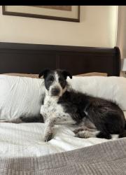 Lost Male Dog last seen Hollywood Ave, Hampton Rd, Dallas, TX 75208