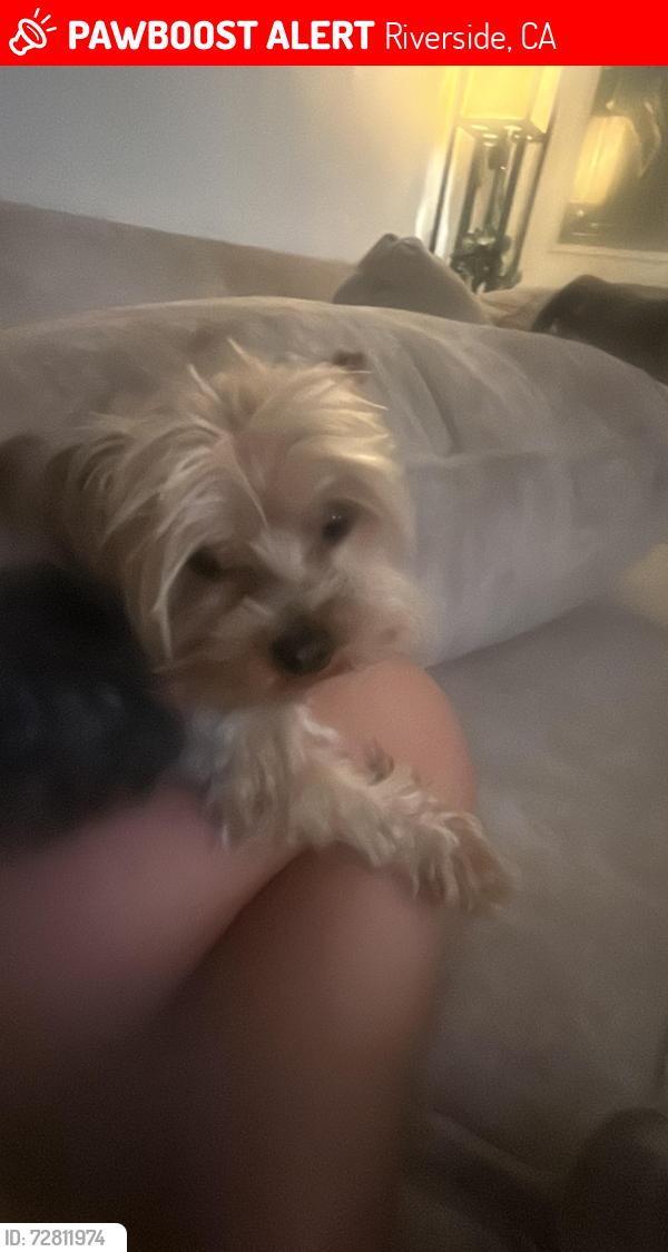 Lost Male Dog last seen Casa, 3548 Bellwood St, Riverside, CA 92504, Riverside, CA 92504