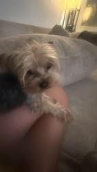 Lost Male Dog last seen Casa, 3548 Bellwood St, Riverside, CA 92504, Riverside, CA 92504