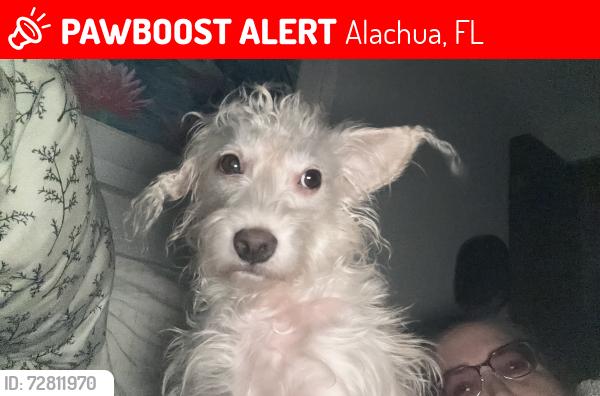 Lost Male Dog last seen Turkey Creek Golf course, Alachua, FL 32615