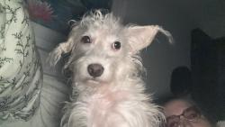 Lost Male Dog last seen Turkey Creek Golf course, Alachua, FL 32615