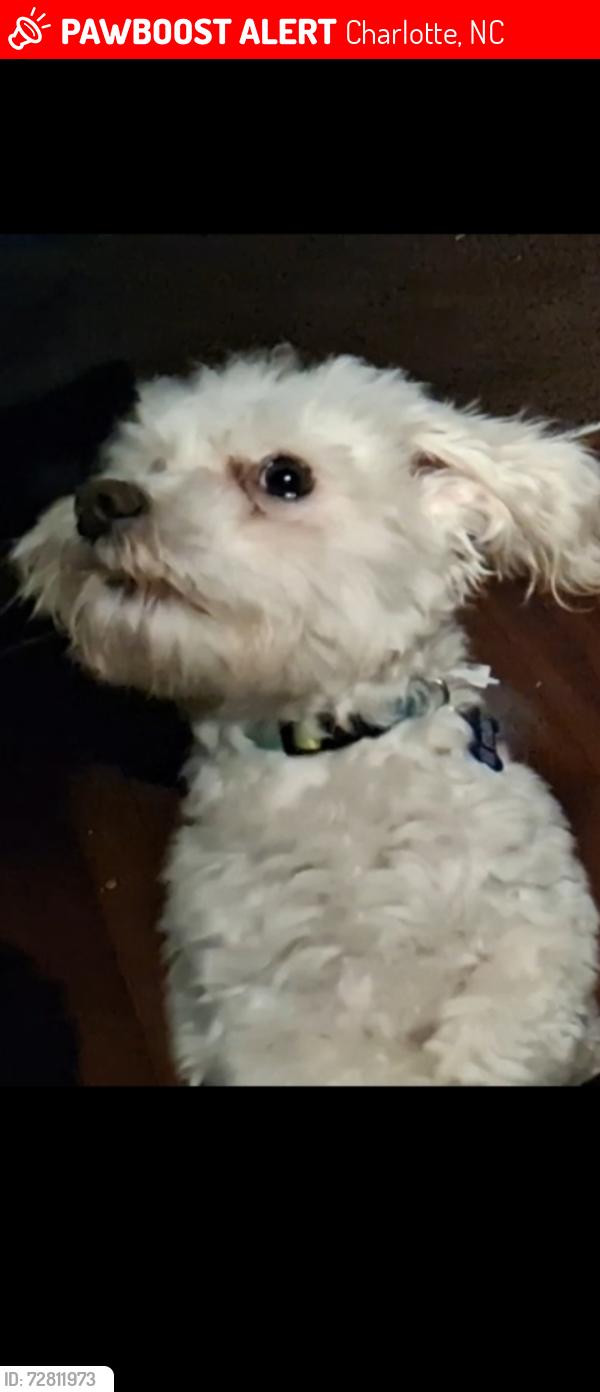 Lost Male Dog last seen Plaza rd Dinglewood area Charlotte nc, Charlotte, NC 28215