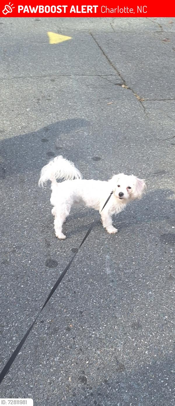 Lost Male Dog last seen Plaza rd Dinglewood area Charlotte nc, Charlotte, NC 28215