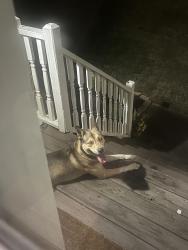 Found/Stray Male Dog last seen Mount Vernon and Silver Creek Dr, Lithia Springs, GA 30122