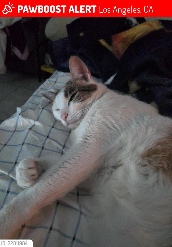 Lost Female Cat last seen Aztec st., Los Angeles, CA 91342