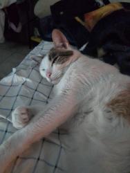 Lost Female Cat last seen Aztec st., Los Angeles, CA 91342