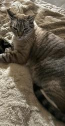 Lost Male Cat last seen Riviera Gardens, Palm Springs, CA 92262