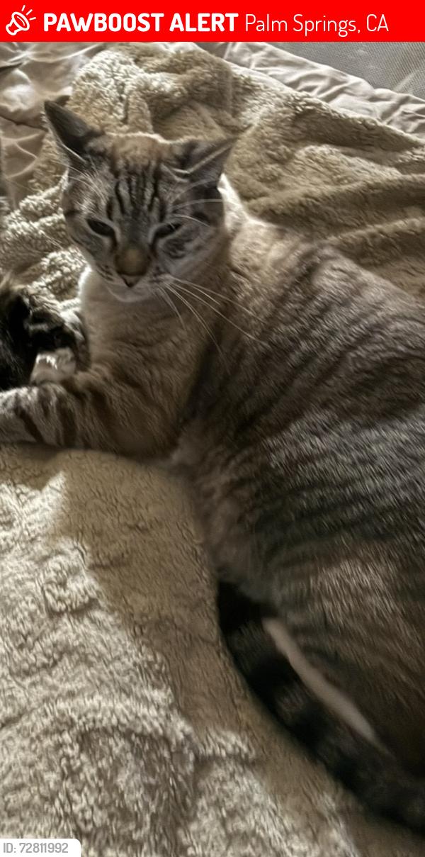 Lost Male Cat last seen Riviera Gardens, Palm Springs, CA 92262
