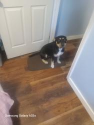 Lost Female Dog last seen Smithfield Rd in Coker Creek, Tennessee, Coker Creek, TN 37385