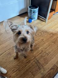 Lost Female Dog last seen Near teak st , San Diego, CA 92113