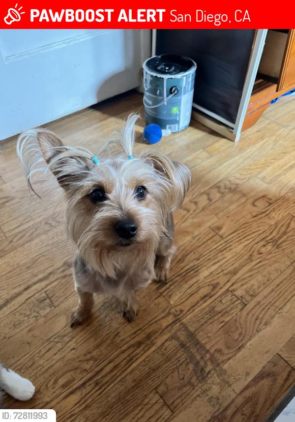 Lost Female Dog last seen Near teak st , San Diego, CA 92113