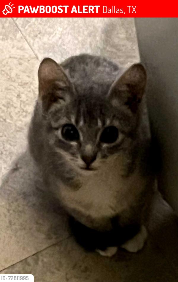 Lost Male Cat last seen Buckner , Dallas, TX 75227