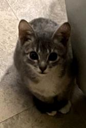Lost Male Cat last seen Buckner , Dallas, TX 75227