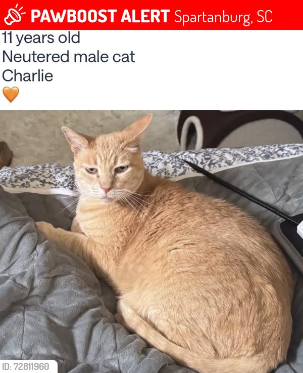 Lost Male Cat last seen Edgecomb Rd at Saugus Rd, Spartanburg, SC 29307