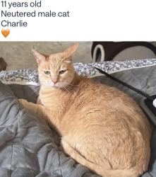 Lost Male Cat last seen Edgecomb Rd at Saugus Rd, Spartanburg, SC 29307