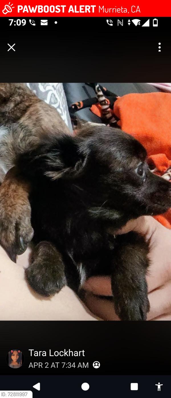 Lost Female Dog last seen Rancho Bella Vista, Murrieta, CA 92563