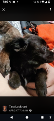 Lost Female Dog last seen Rancho Bella Vista, Murrieta, CA 92563