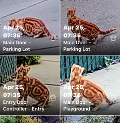 Found/Stray Unknown Cat last seen Near Clayton Rd., Concord, CA 94521