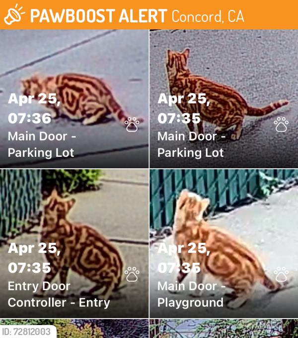 Found/Stray Unknown Cat last seen Near Clayton Rd., Concord, CA 94521